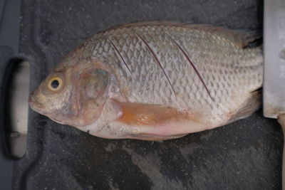 Close-up of fish