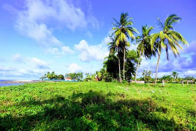 Scenic view of palm trees on field against sky