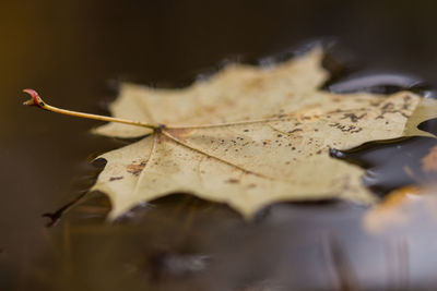 Close-up of water drops on leaf