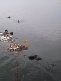 High angle view of flowers floating on lake