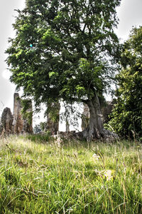 Trees growing on field