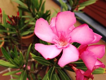 Close-up of pink flowers blooming outdoors