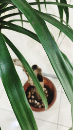 High angle view of potted plant