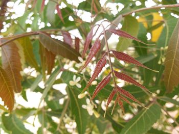 Close-up of leaves against blurred background