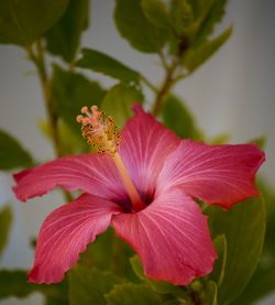 Close-up of pink flower