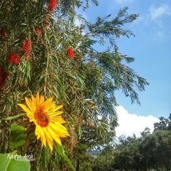 Low angle view of yellow flowers blooming against sky