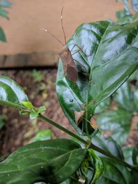 Close-up of insect on leaf