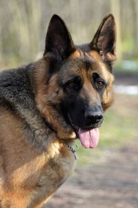 Close-up portrait of dog