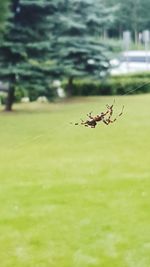 Close-up of spider on green leaf