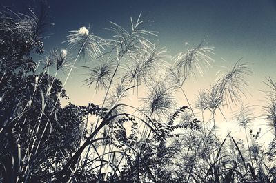 Low angle view of plants against clear sky