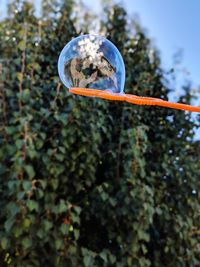 Close-up of bubbles in park against sky