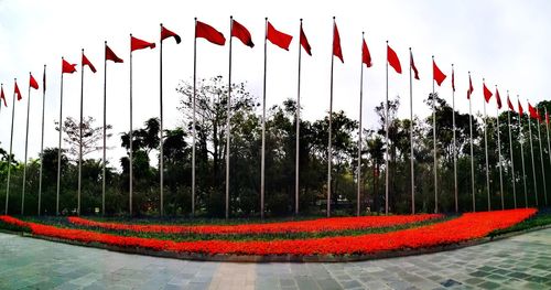 Panoramic shot of red flower plants in garden