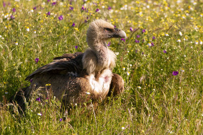 View of duck on field