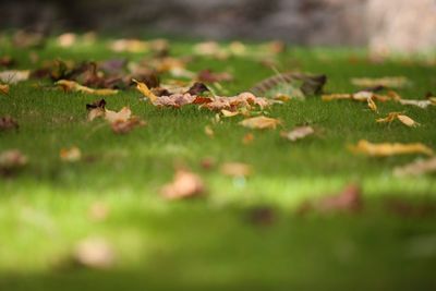 Close-up of dry leaves on field