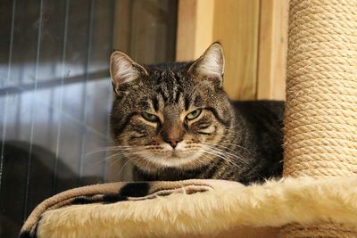 Close-up of cat resting on sofa at home