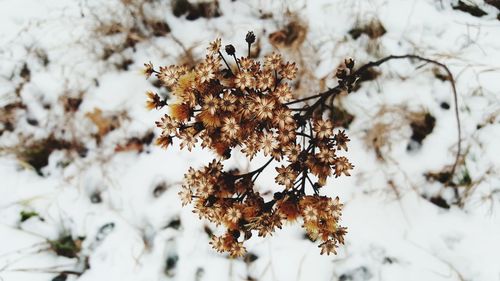 Close-up of snow on tree during winter