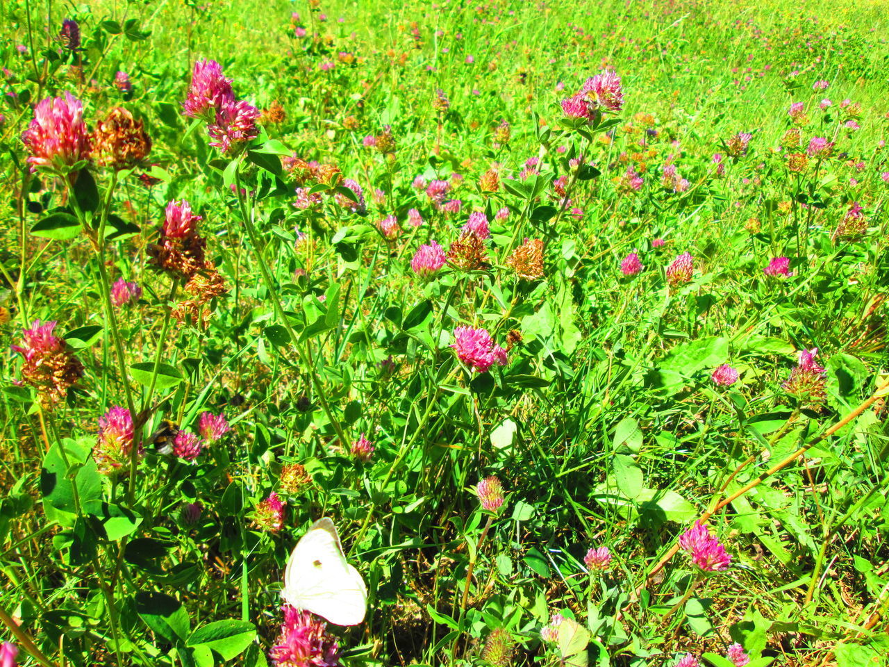 HIGH ANGLE VIEW OF FLOWERING PLANTS ON LAND