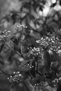 Close-up of flowers blooming on tree