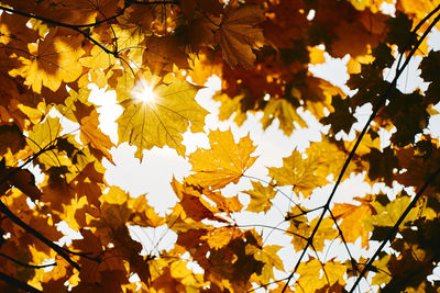 Low angle view of maple tree