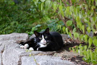 Portrait of cat