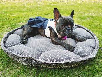 Portrait of a dog resting on field