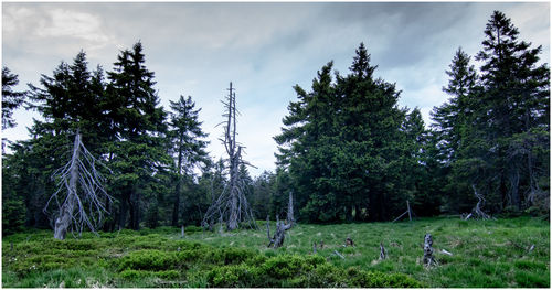 Trees on field against sky