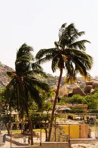 Palm trees against clear sky