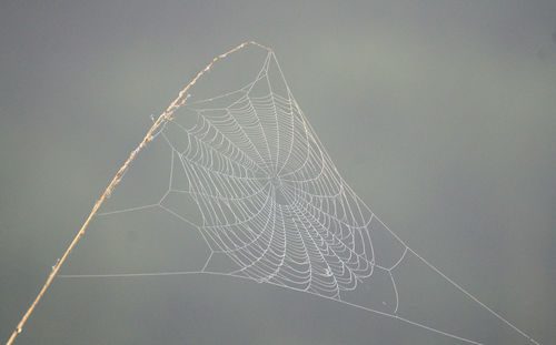 Close-up of spider web