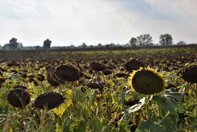 Scenic view of sunflower field against sky