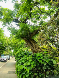 Road passing through trees