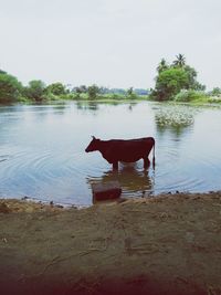 Dog looking at lake