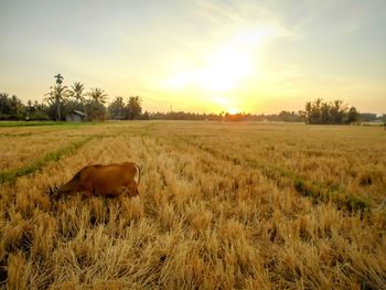 Scenic view of field against sky during sunset