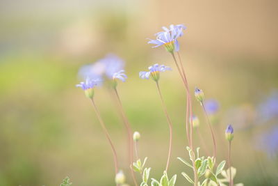 Close-up of purple flowering plant