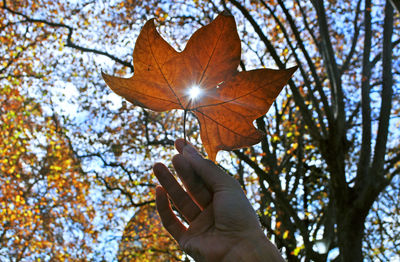 Close-up of hand holding autumn leaf