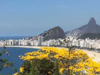 Yellow flowers with city in background