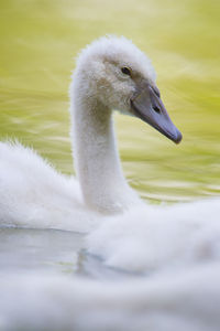 Close-up of swan on lake