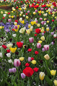 Full frame shot of flowers blooming in field