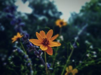 Close-up of flower blooming against sky