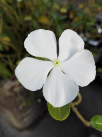 Close-up of white flower