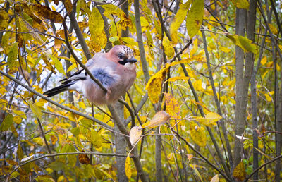 Low angle view of bird perching on tree