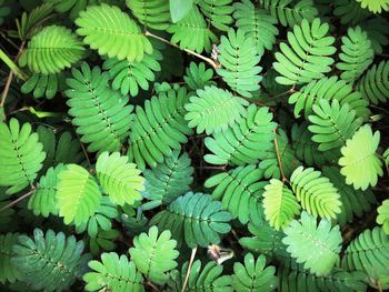 Full frame shot of leaves