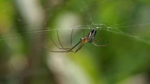 Close-up of spider