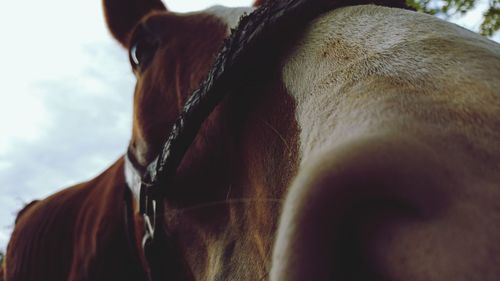 Close-up of horse on field against sky