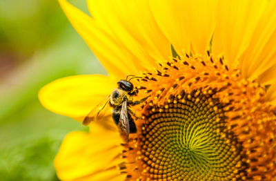 Close-up of bee on yellow flower