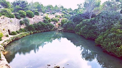 Reflection of trees in water