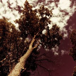 Trees against cloudy sky