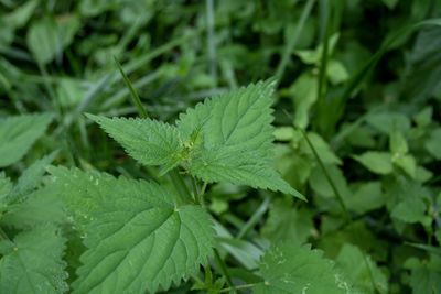 leaf