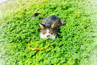 Portrait of a cat