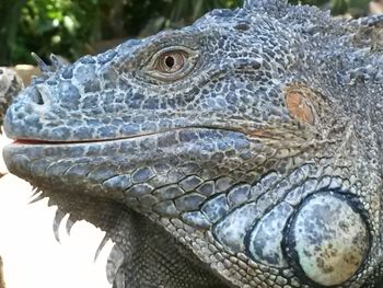 Close-up of crocodile in water