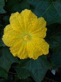 Close-up of yellow flower blooming outdoors